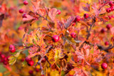 Crataegus monogyna, 50-80 cm, 150-pack