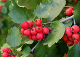 Sorbus mougeotii, 50-80 cm, 150-pack