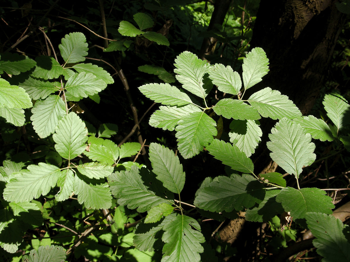 Sorbus mougeotii, 50-80 cm, 150-pack