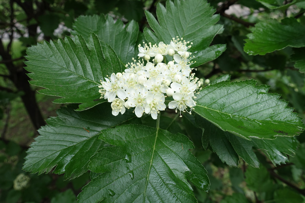 Sorbus mougeotii, 50-80 cm, 150-pack