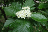 Sorbus mougeotii, 50-80 cm, 150-pack