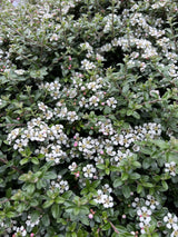 Cotoneaster x suecicus 'Coral Beauty', 20-40 cm, 200-pack