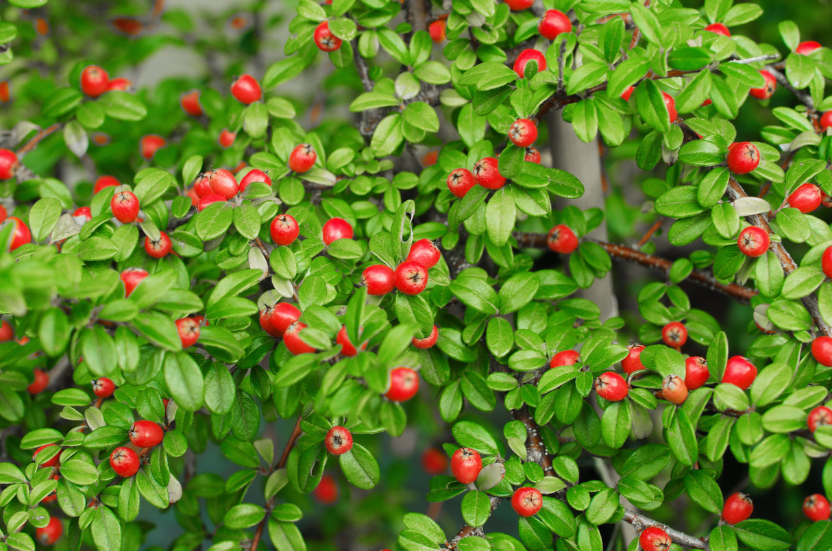 Cotoneaster x suecicus 'Coral Beauty', 20-40 cm, 150-pack