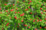 Cotoneaster x suecicus 'Coral Beauty', 20-40 cm, 150-pack