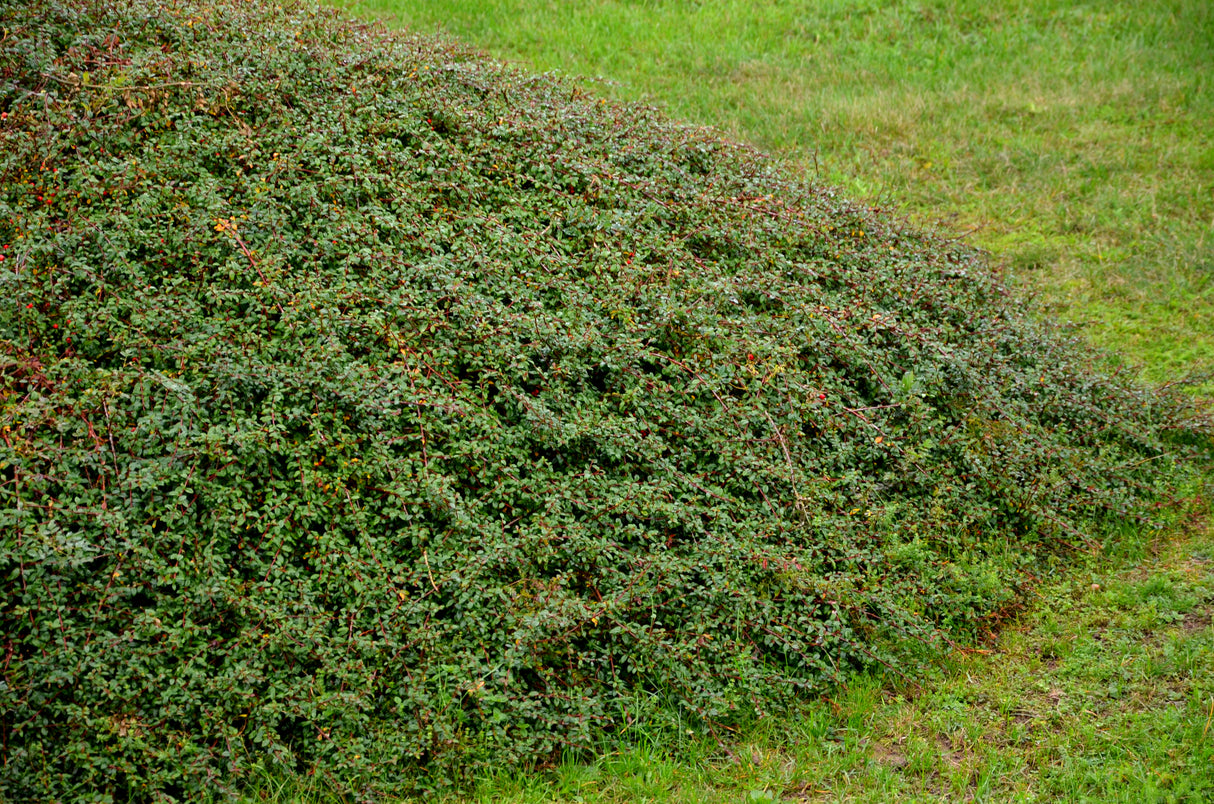 Cotoneaster x suecicus 'Coral Beauty', 20-40 cm, 200-pack