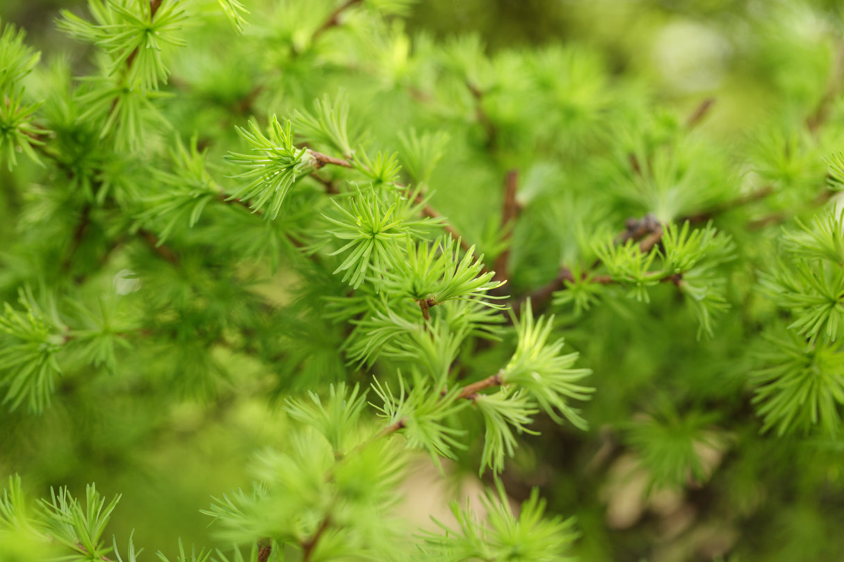Larix kaempferi, 40-60 cm, 150-pack