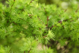 Larix kaempferi, 40-60 cm, 150-pack