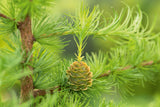 Larix kaempferi, 40-60 cm, 150-pack