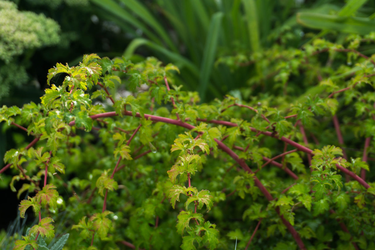 Stephanandra incisa 'Crispa', 20-40 cm, 200-pack
