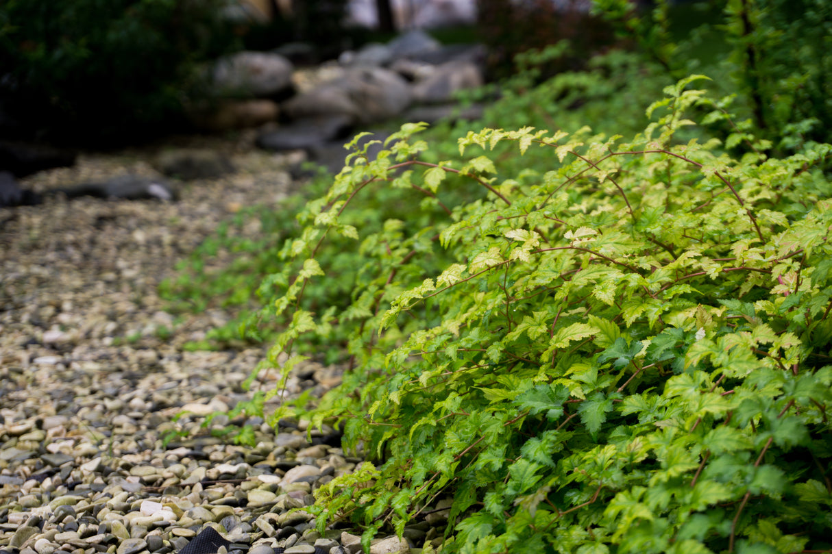 Stephanandra incisa 'Crispa', 20-40 cm, 150-pack