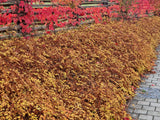 Stephanandra incisa 'Crispa', 20-40 cm, 150-pack