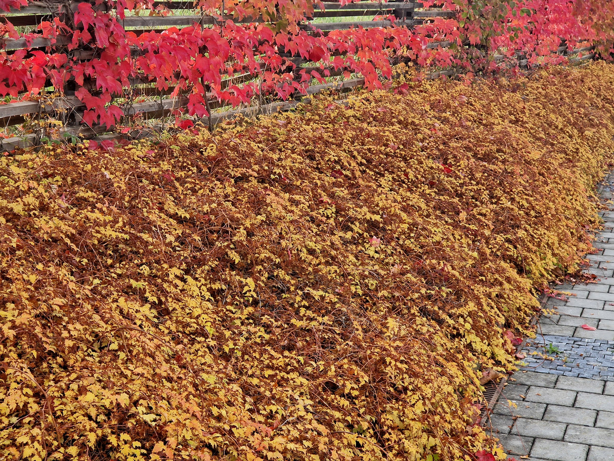 Stephanandra incisa 'Crispa', 20-40 cm, 200-pack