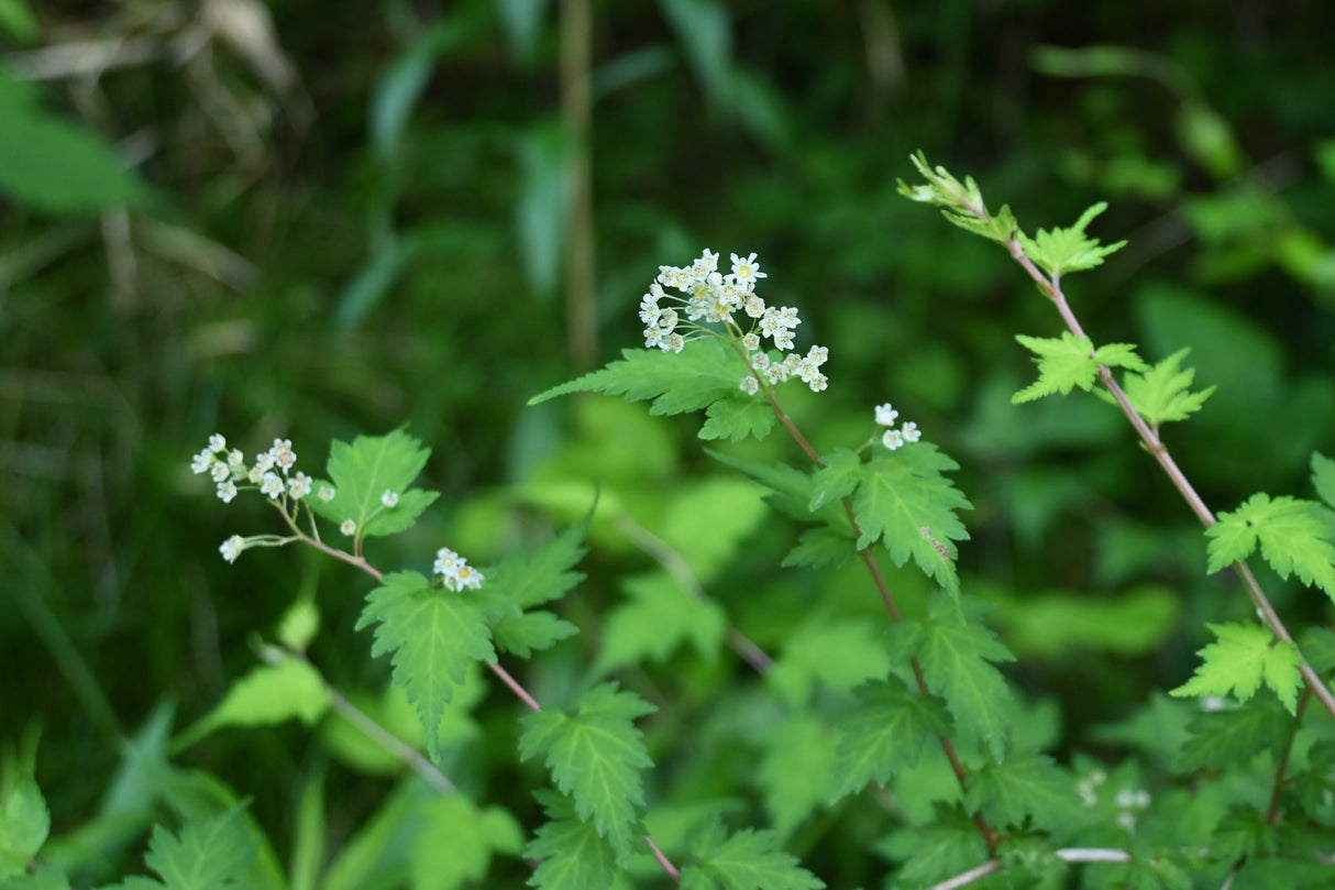 Stephanandra incisa 'Crispa', 20-40 cm, 150-pack