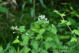 Stephanandra incisa 'Crispa', 20-40 cm, 150-pack