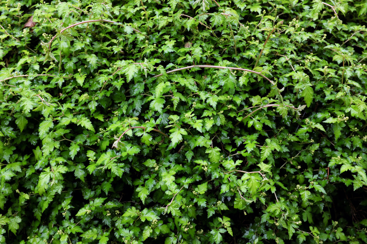 Stephanandra incisa 'Crispa', 20-40 cm, 150-pack