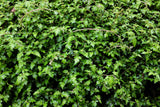 Stephanandra incisa 'Crispa', 20-40 cm, 150-pack