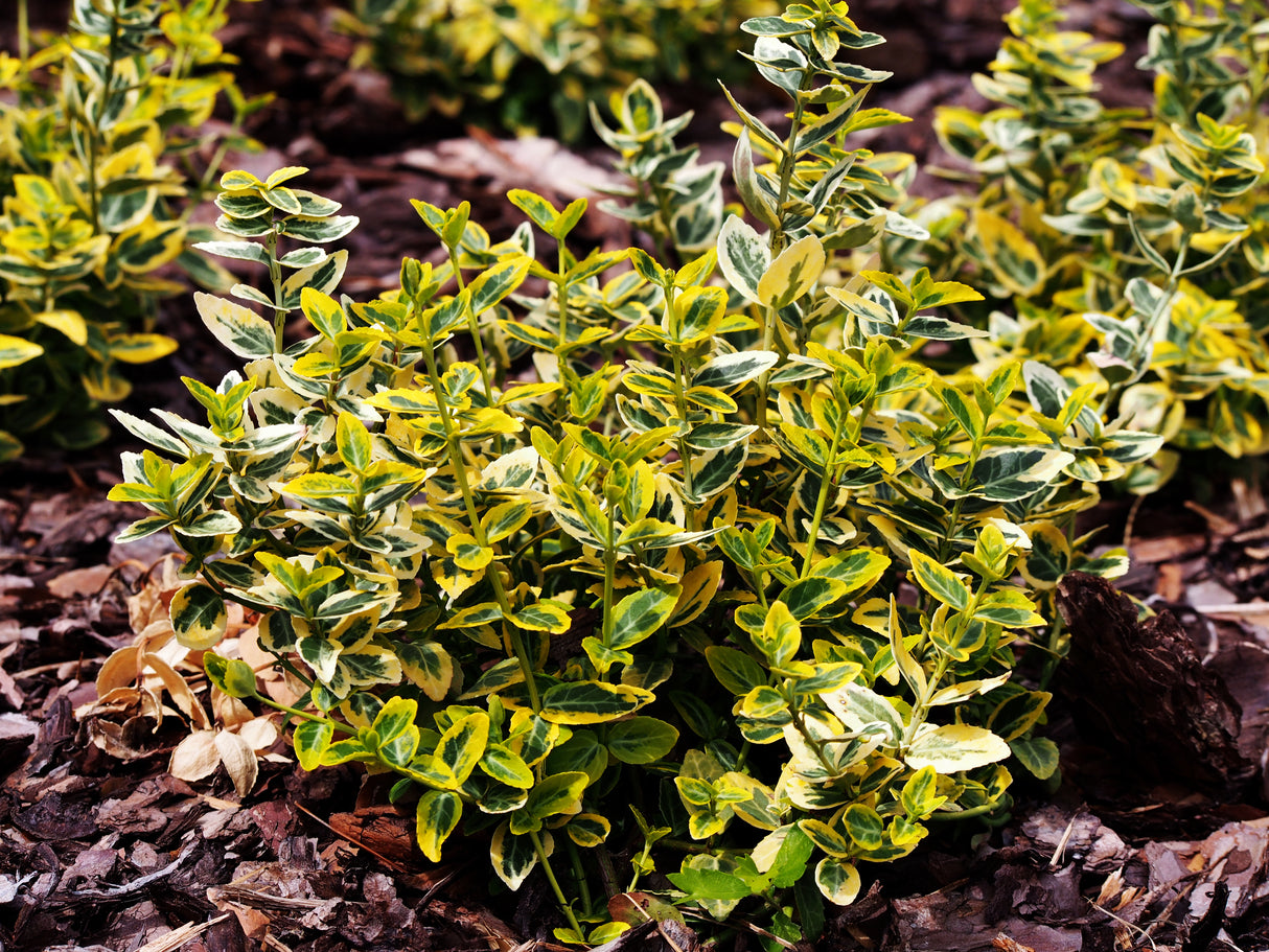 Euonymus fortunei var. radicans 'Emerald 'n' Gold', co, 10-p