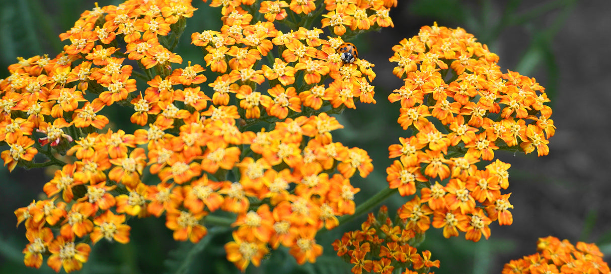 Achillea 'Terracotta', 6-pack