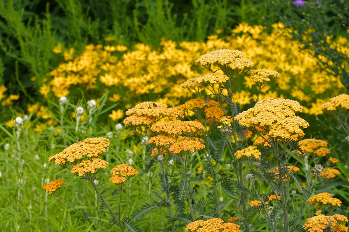 Achillea 'Terracotta', 6-pack