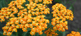 Achillea 'Terracotta', 15-pack