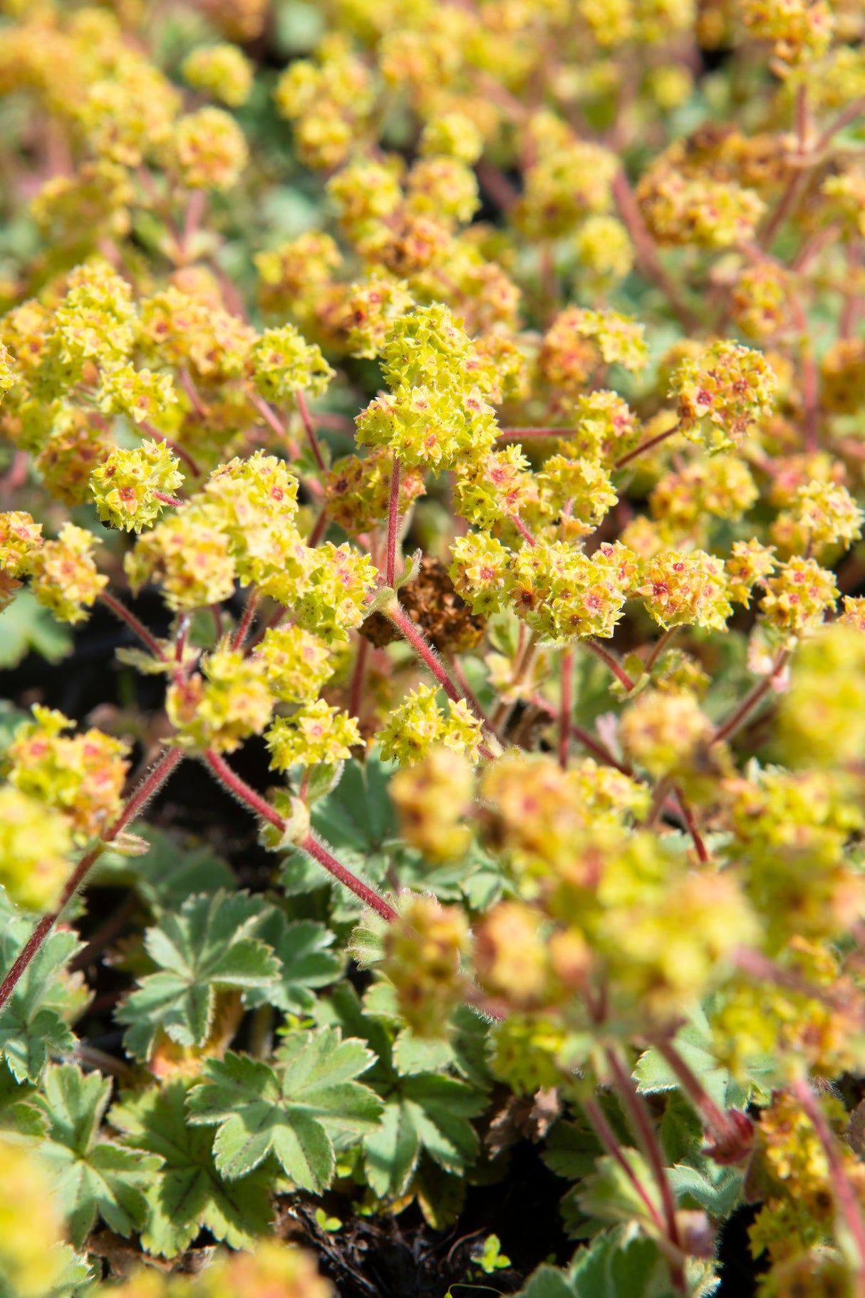 Alchemilla erythropoda, 6-pack