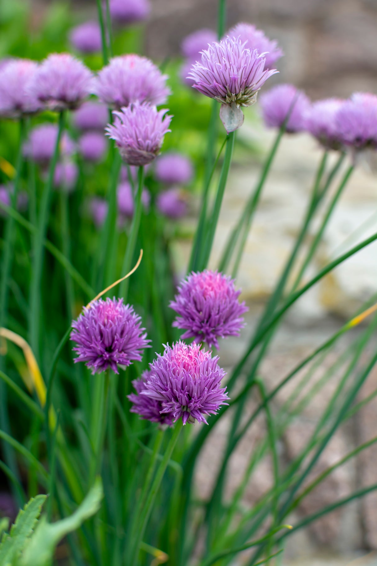 Allium 'Millenium', 3-pack