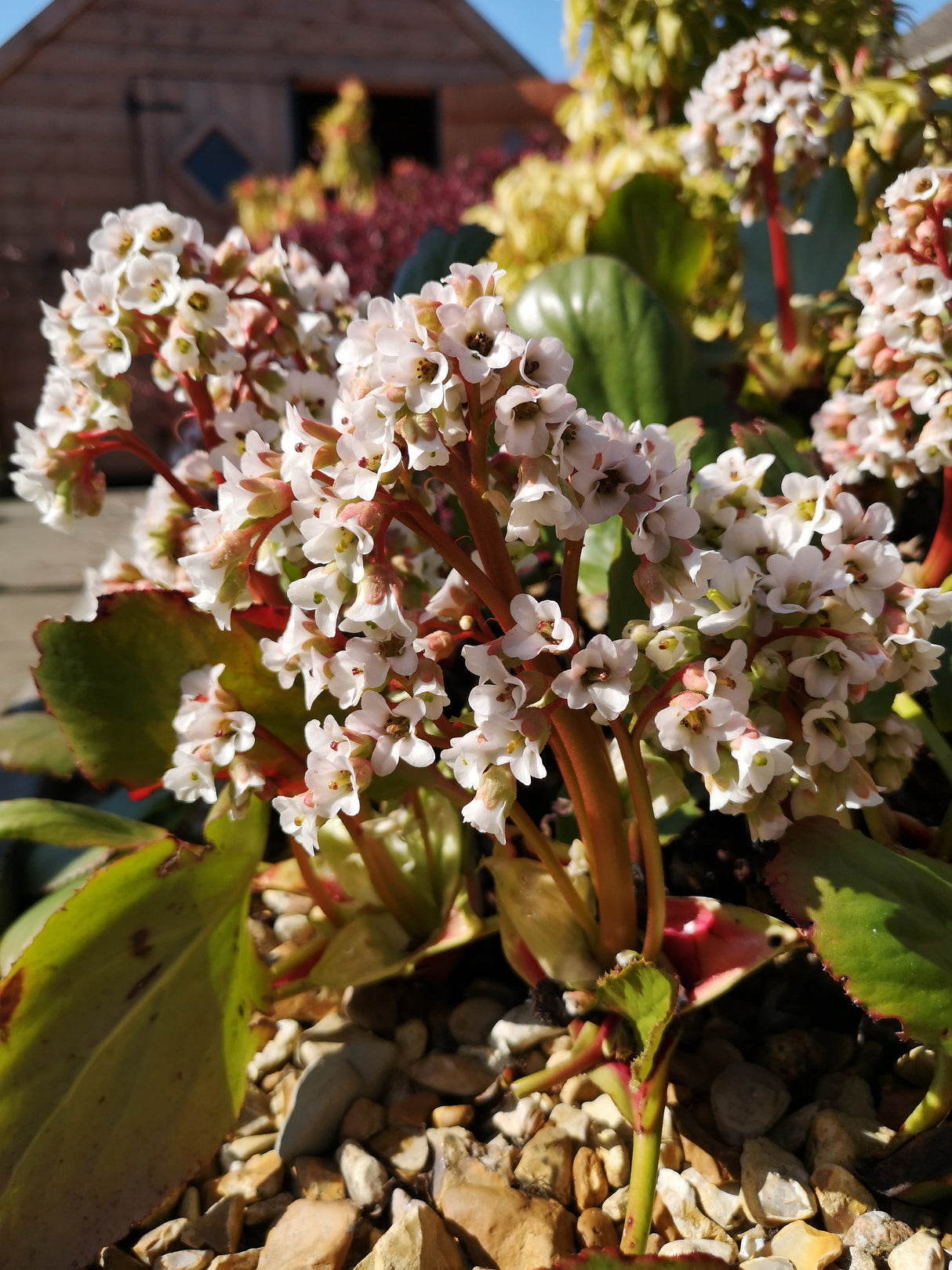 Bergenia 'Bressingham White', 3-pack