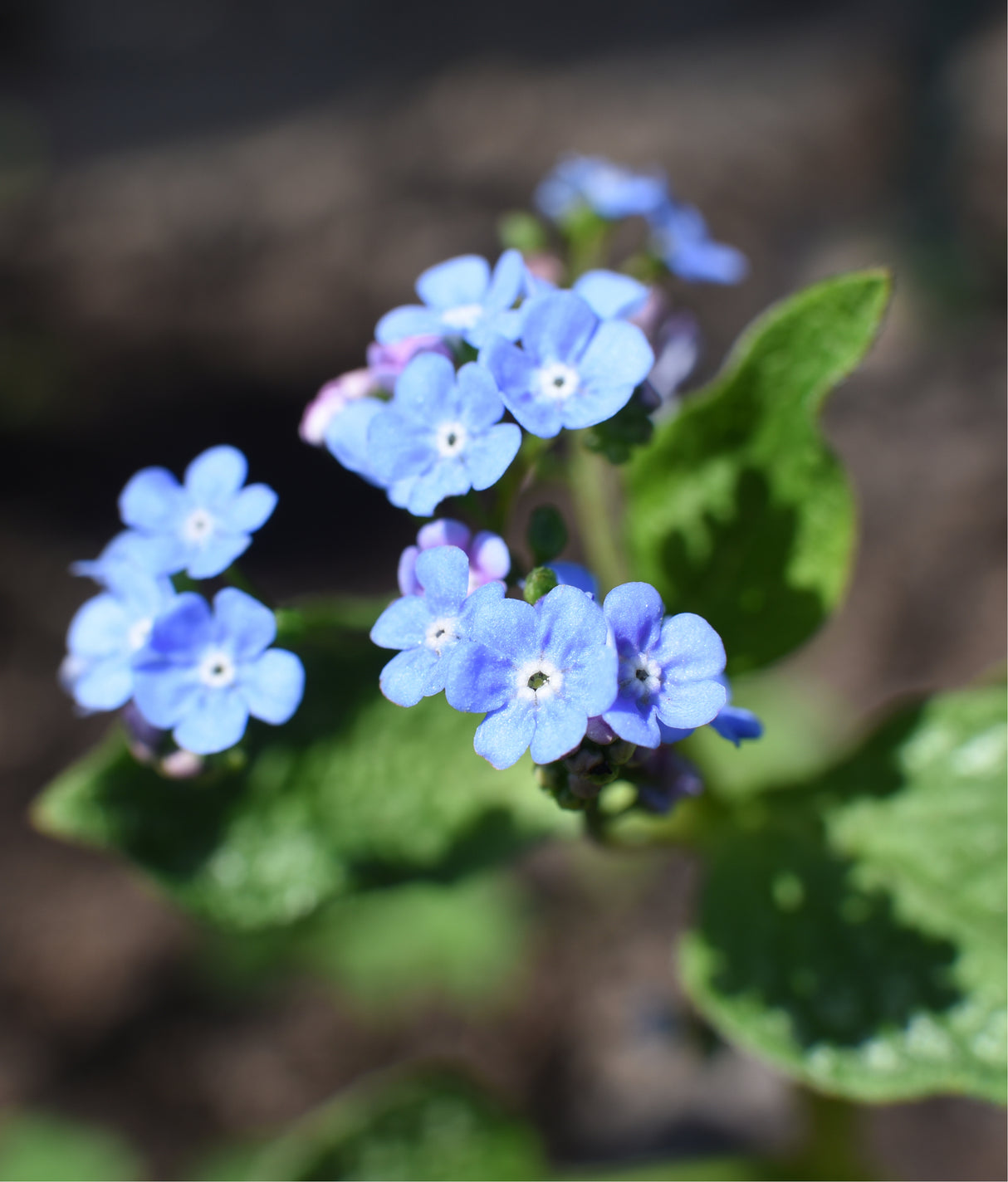 Brunnera macrophylla 'Jack Frost', 6-pack