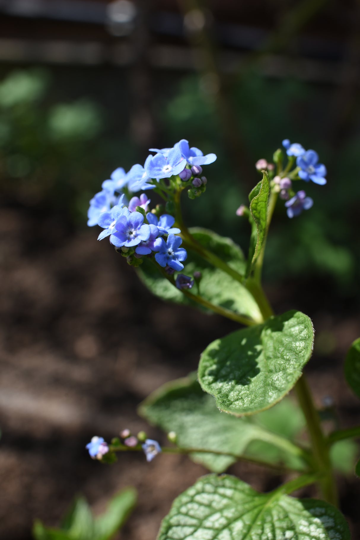 Brunnera macrophylla 'Jack Frost', 6-pack