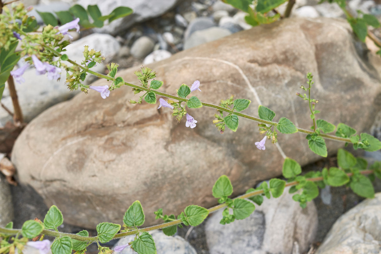 Calamintha nepeta, 15-pack