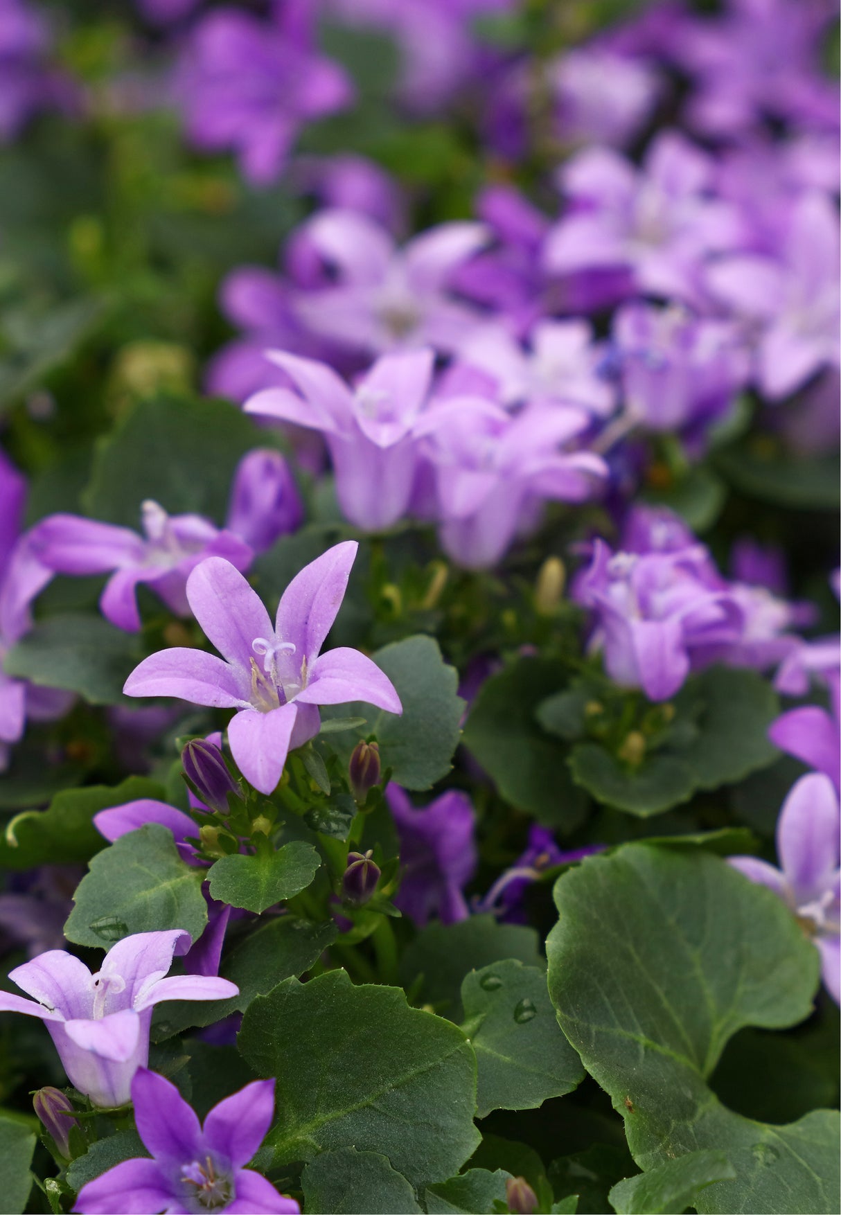 Campanula portenschlagiana , 15-pack