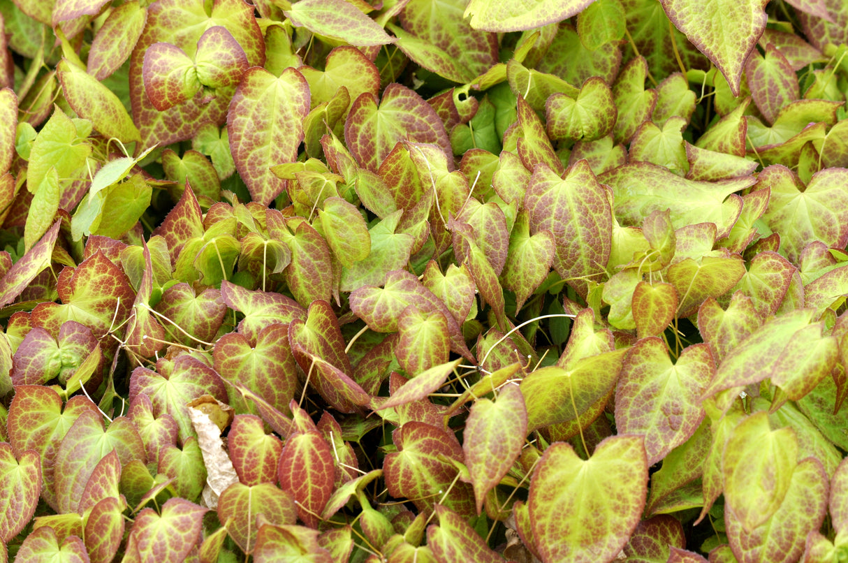 Epimedium x perralchicum 'Frohnleiten', 3-pack