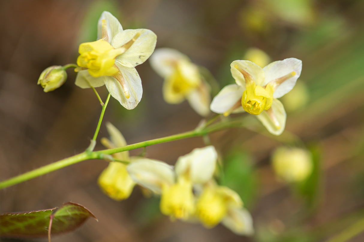 Epimedium x versicolor 'Sulphureum', 3-pack