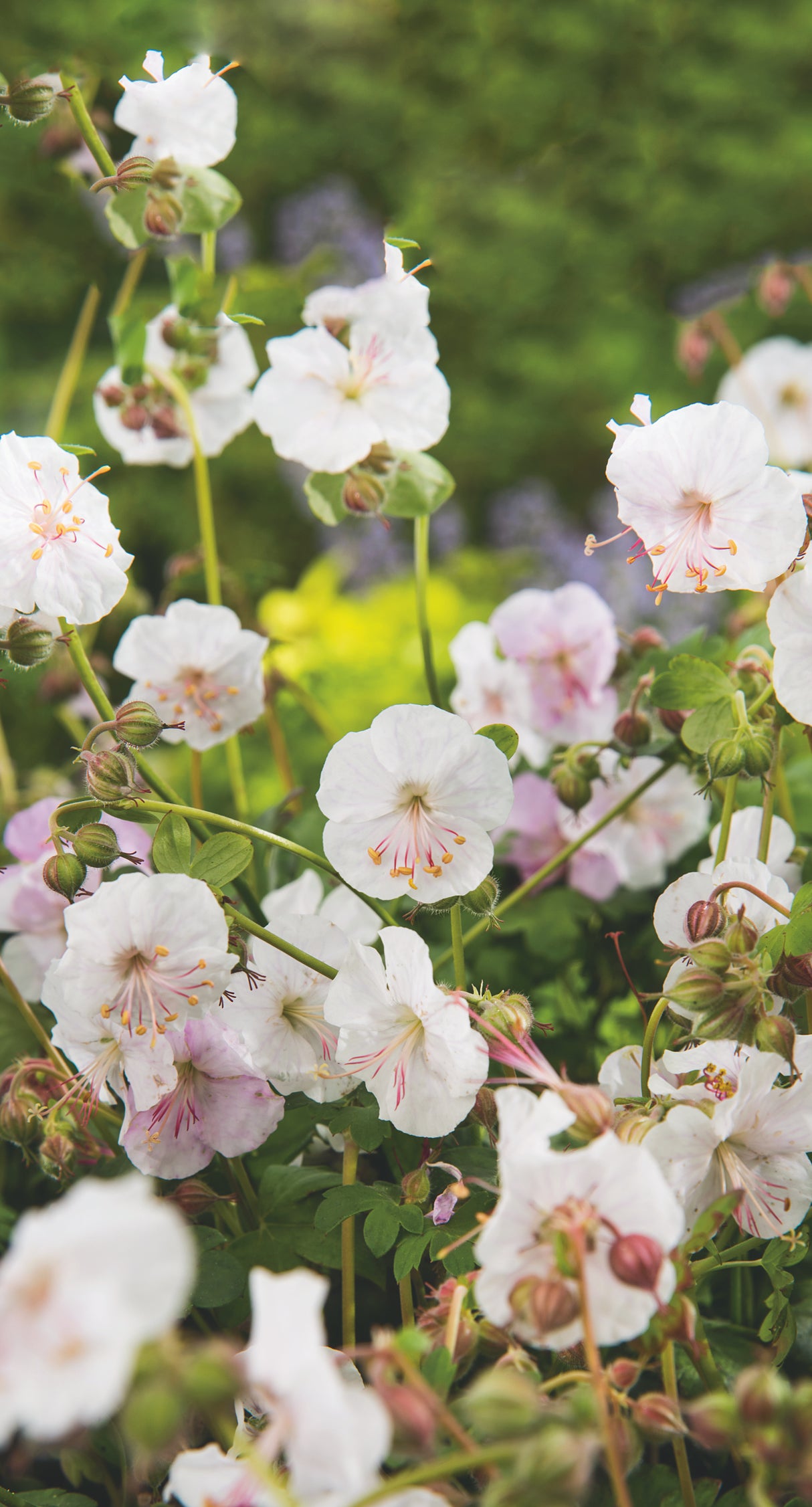 Geranium x cantabrigiense 'St Ola', 6-pack