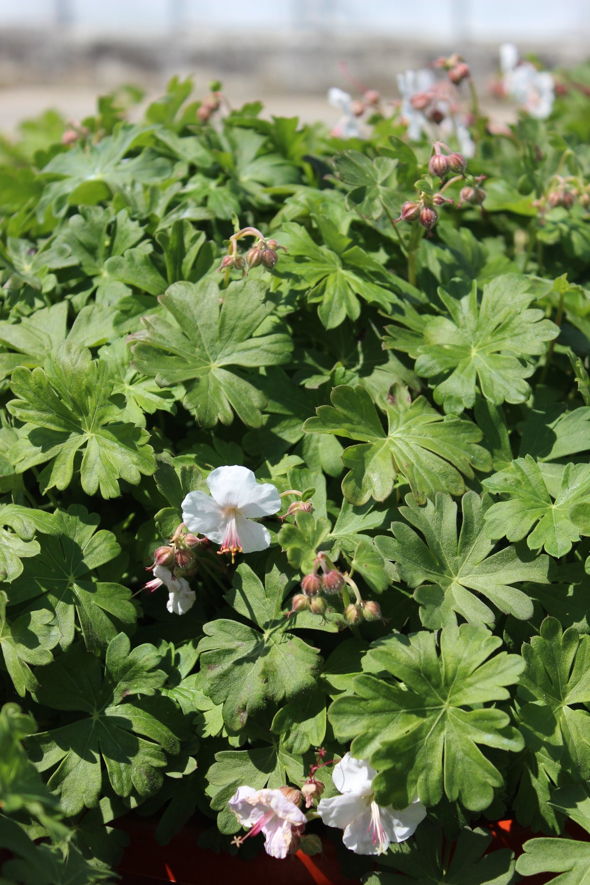 Geranium x cantabrigiense 'St Ola', 6-pack