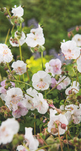 Geranium x cantabrigiense 'St Ola', 15-pack