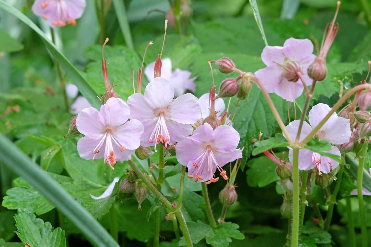 Geranium macrorrhizum 'Ingwersen's Variety', 6-pack