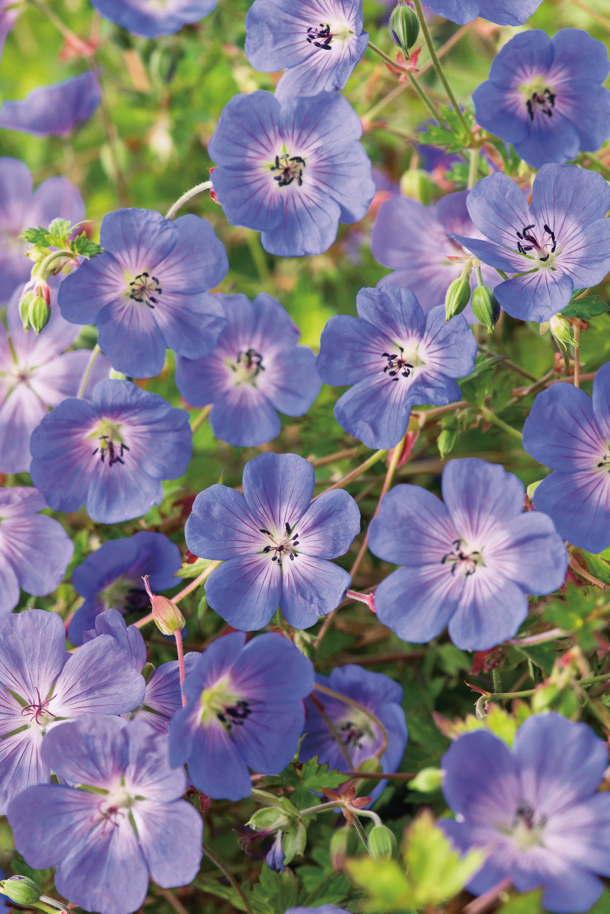 Geranium ROZANNE? ('Gerwat'), 3-pack