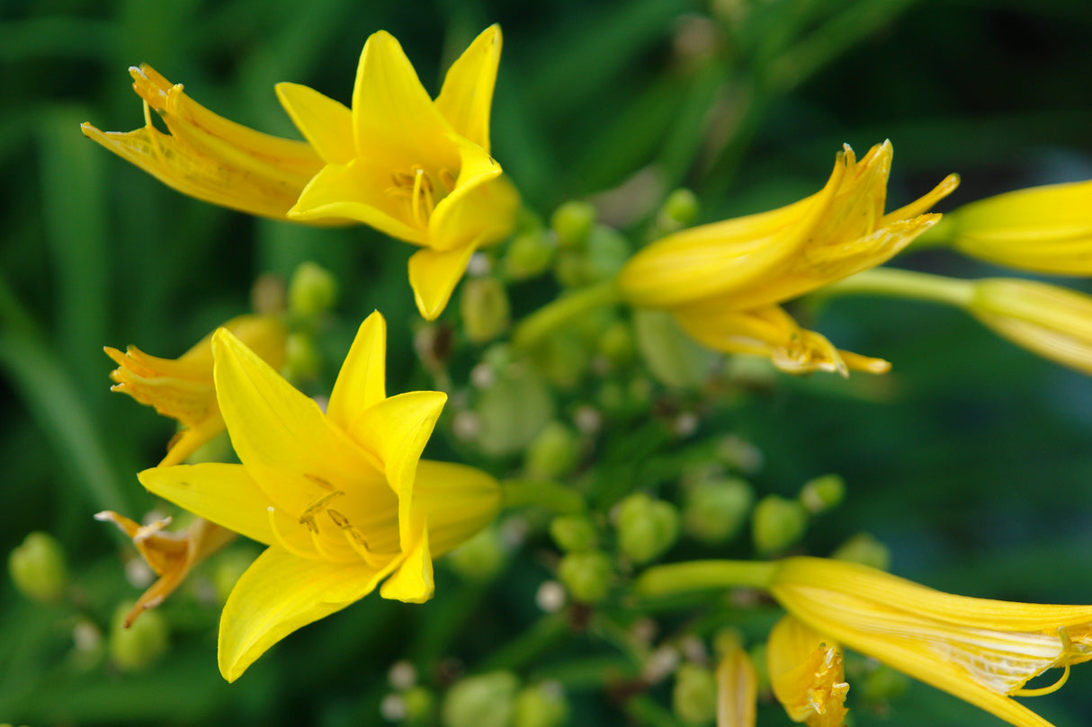 Hemerocallis citrina, 3-pack