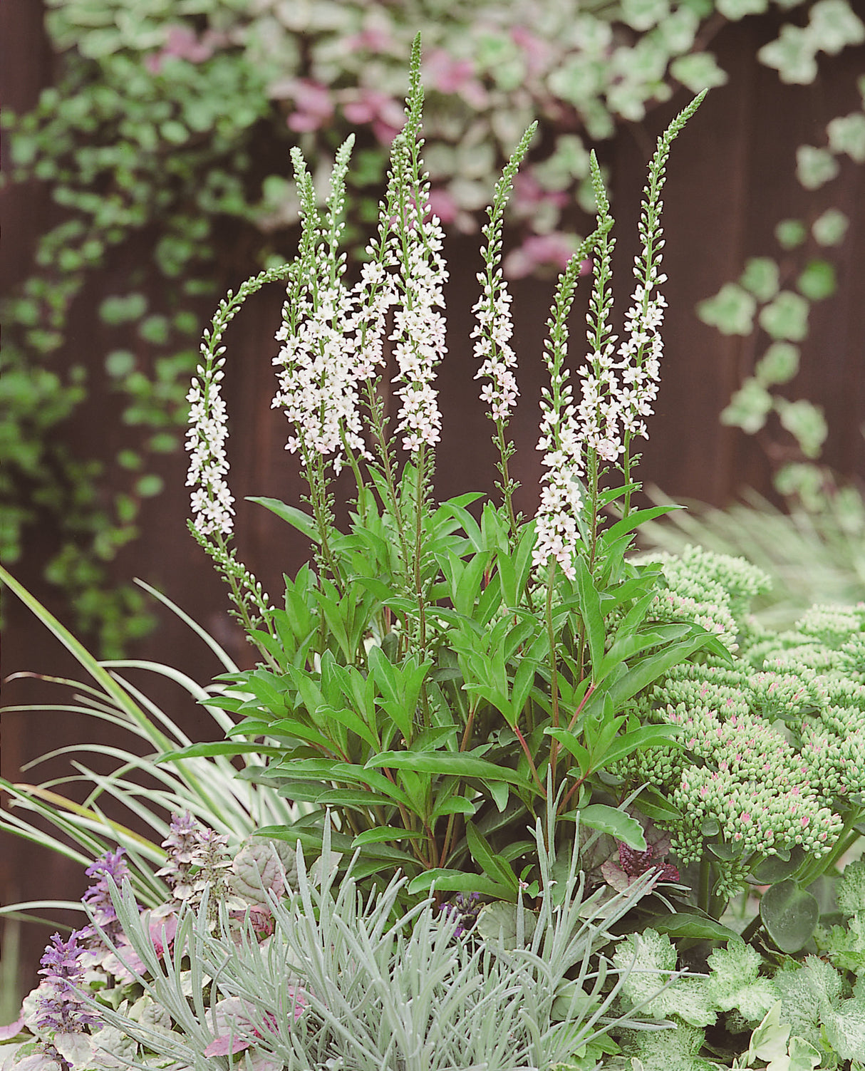 Lysimachia fortunei 'Autumn Snow', 6-pack
