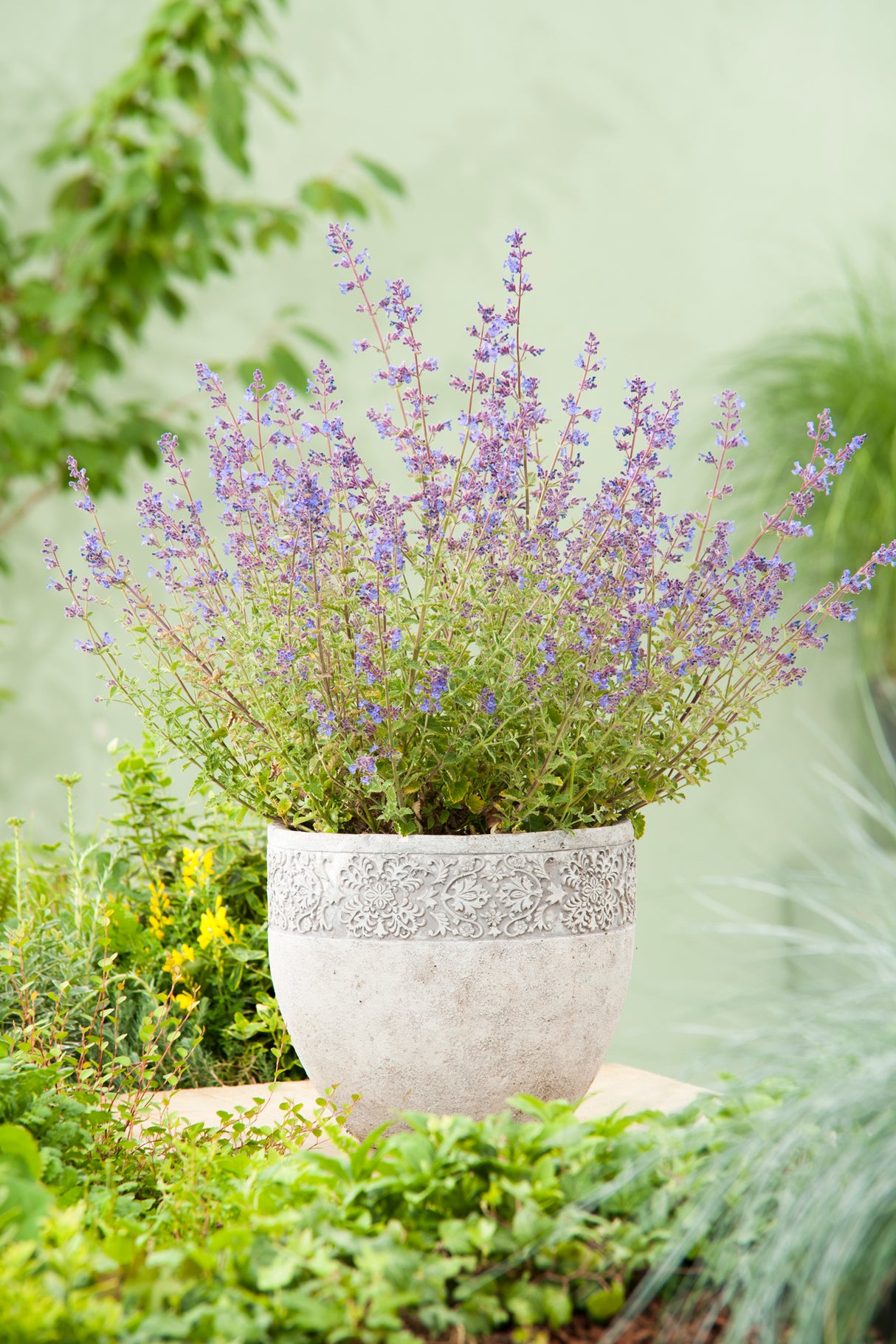 Nepeta x faassenii 'Kit Cat', 6-pack