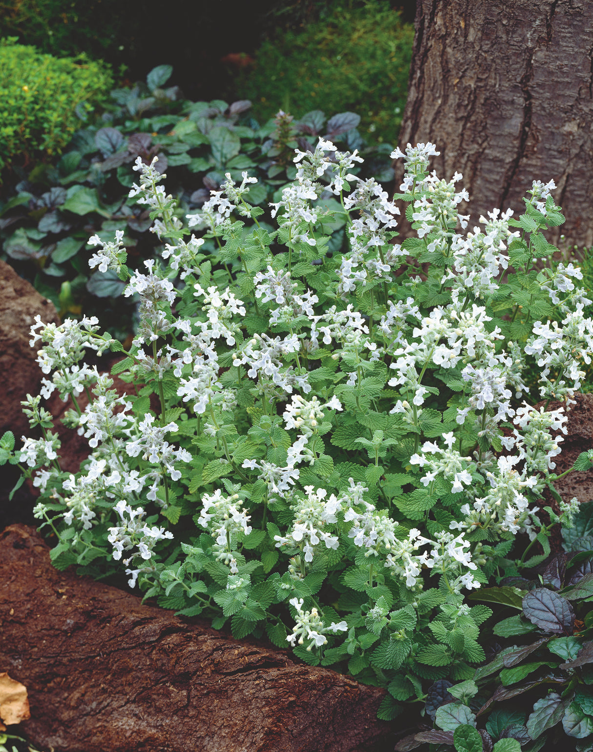 Nepeta racemosa 'Snowflake', 15-pack