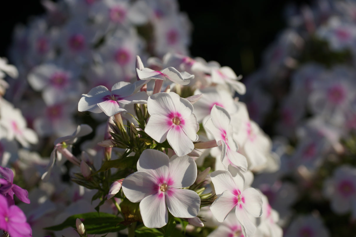 Phlox paniculata 'Ingeborg fr?n Nybro', 6-pack