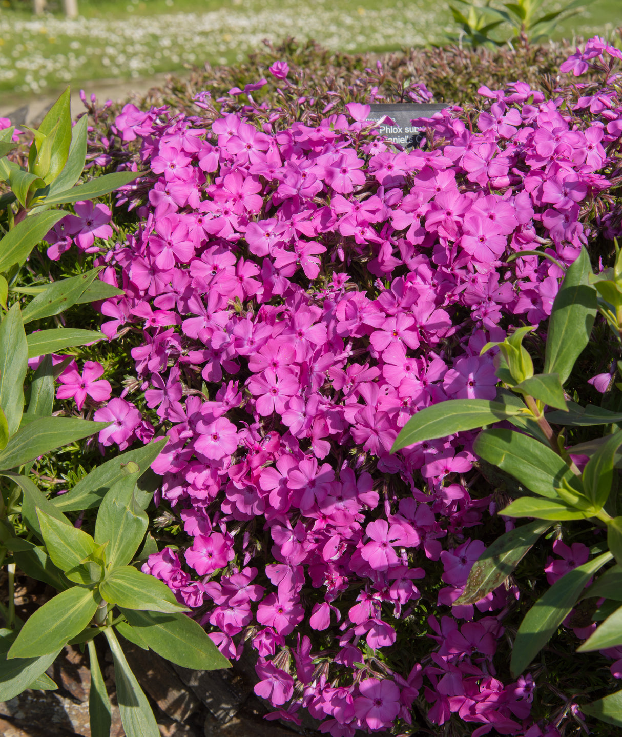 Phlox subulata 'McDaniel's Cushion', 6-pack