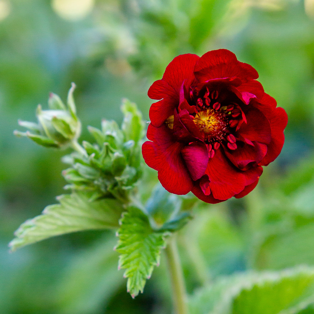 Potentilla atrosanguinea, 6-pack
