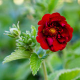 Potentilla atrosanguinea, 6-pack