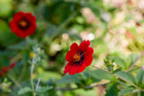Potentilla atrosanguinea, 15-pack