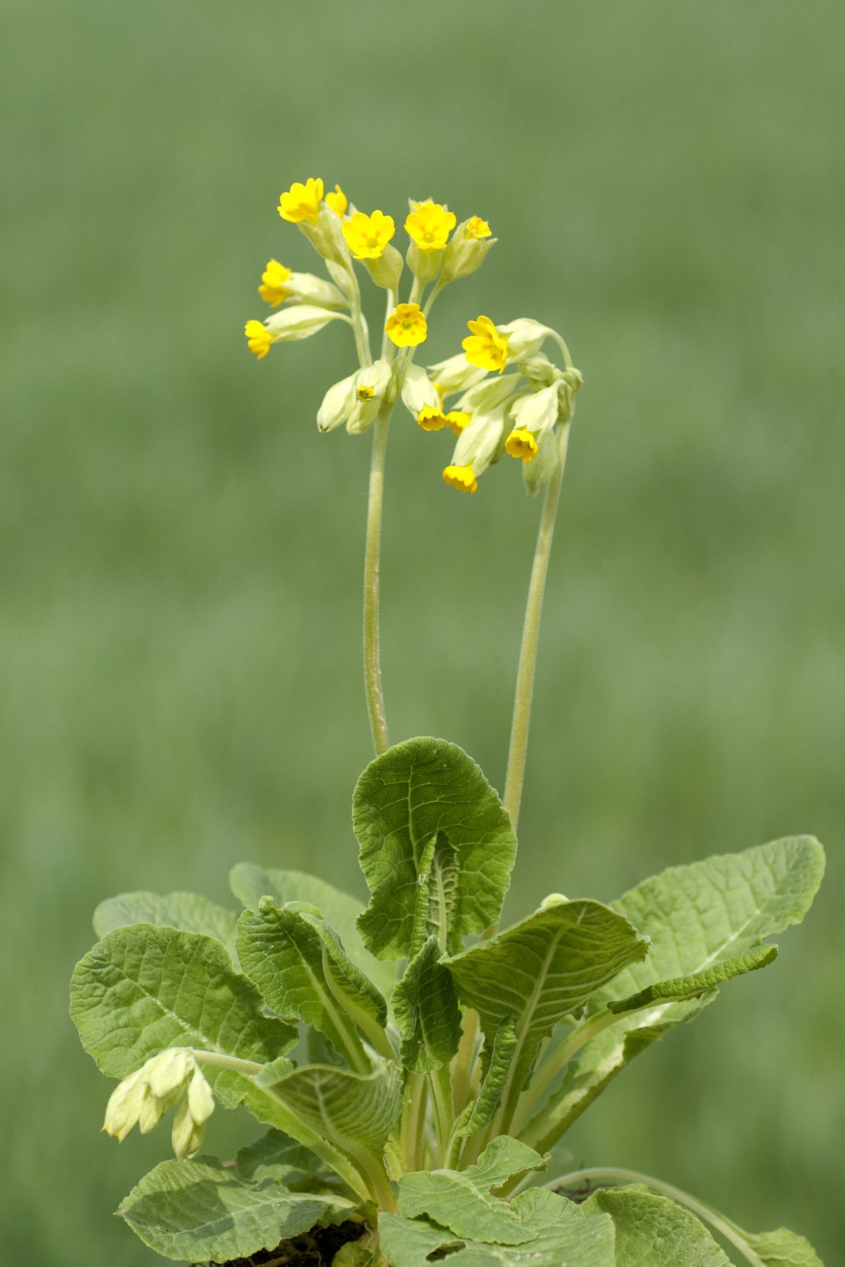 Primula veris, 15-pack