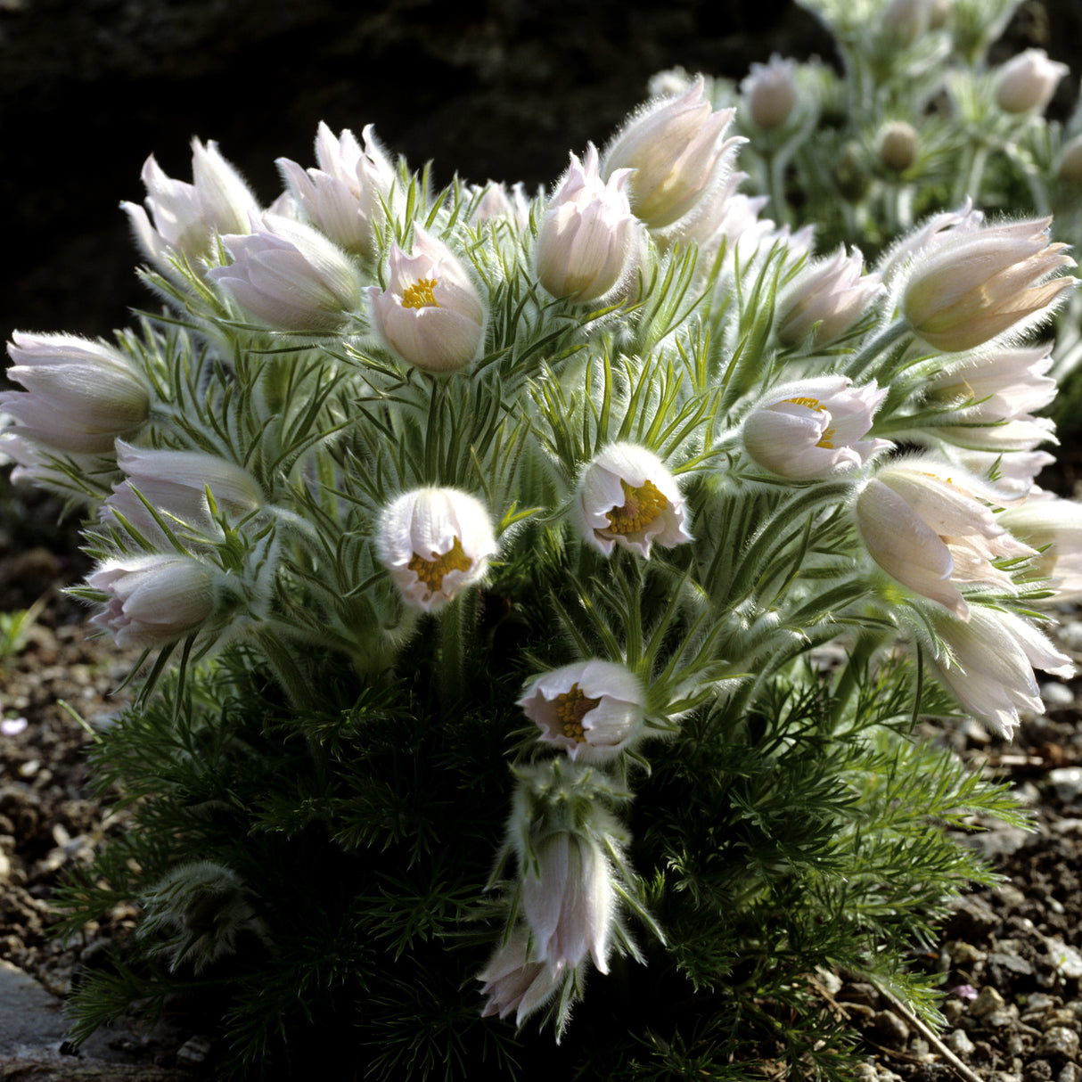 Pulsatilla vulgaris 'Alba', 15-pack