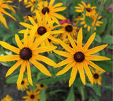 Strålrudbeckia 'Goldsturm' 6-pack i kruka